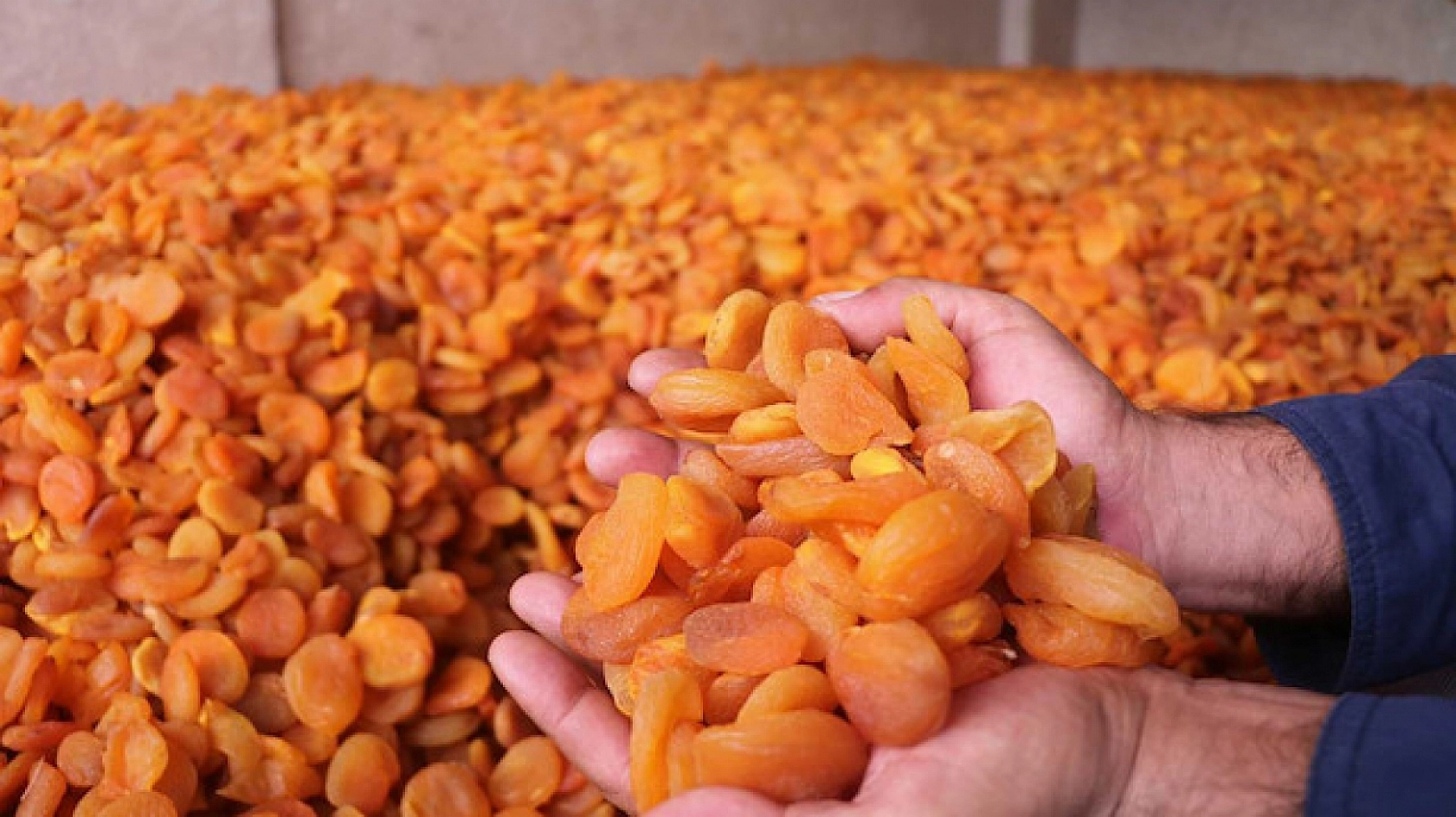 Ekim Ayında Malatya'nın Yüzü Güldü: Kasa Dolmaya Başladı!