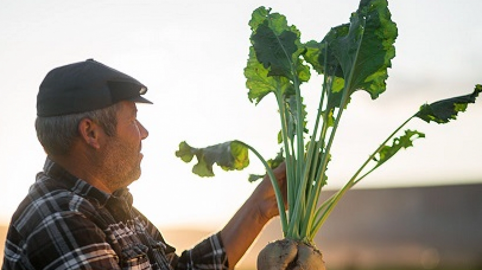 Malatya'da şeker pancarı alım fiyatları belli oldu: Üretici ne kadar kazanacak?
