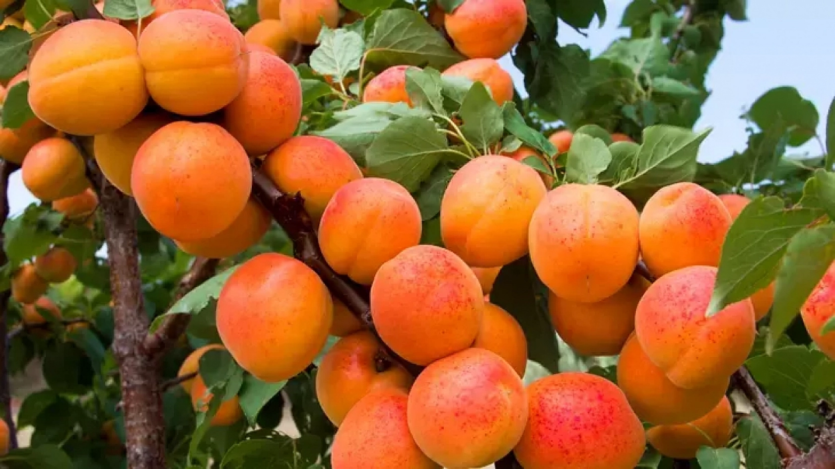 'Hani Özbek Kayısısı Gelmemişti?'