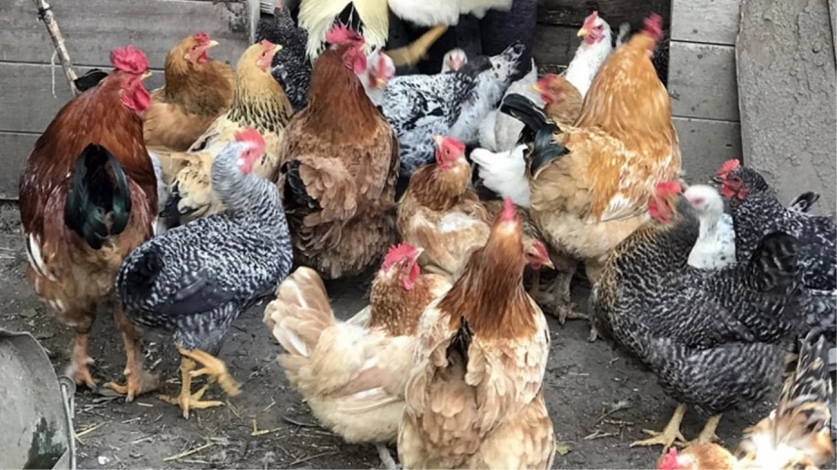 Sofralarımızın Vazgeçilmezi Tehlikede Mi?