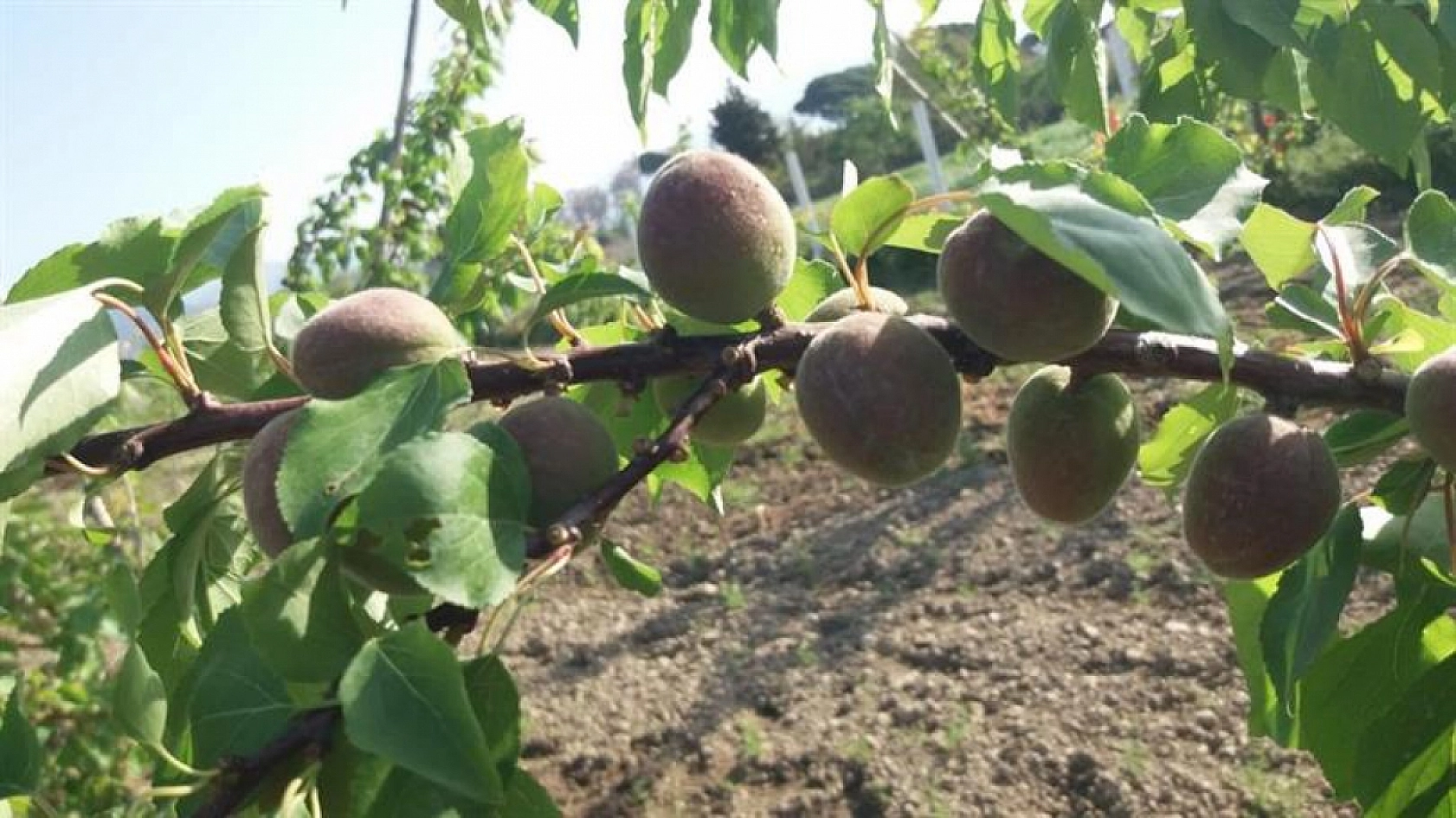 Hatalar Verimi Düşürüyor: Kayısı Fidanı Dikiminde Bu Yanlışlardan Uzak Durun!