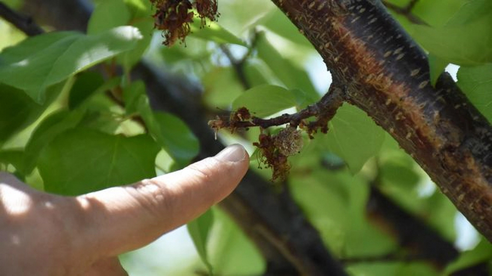 Malatya'da kayısıda ilaç kalıntısı ile mücadele toplantısı