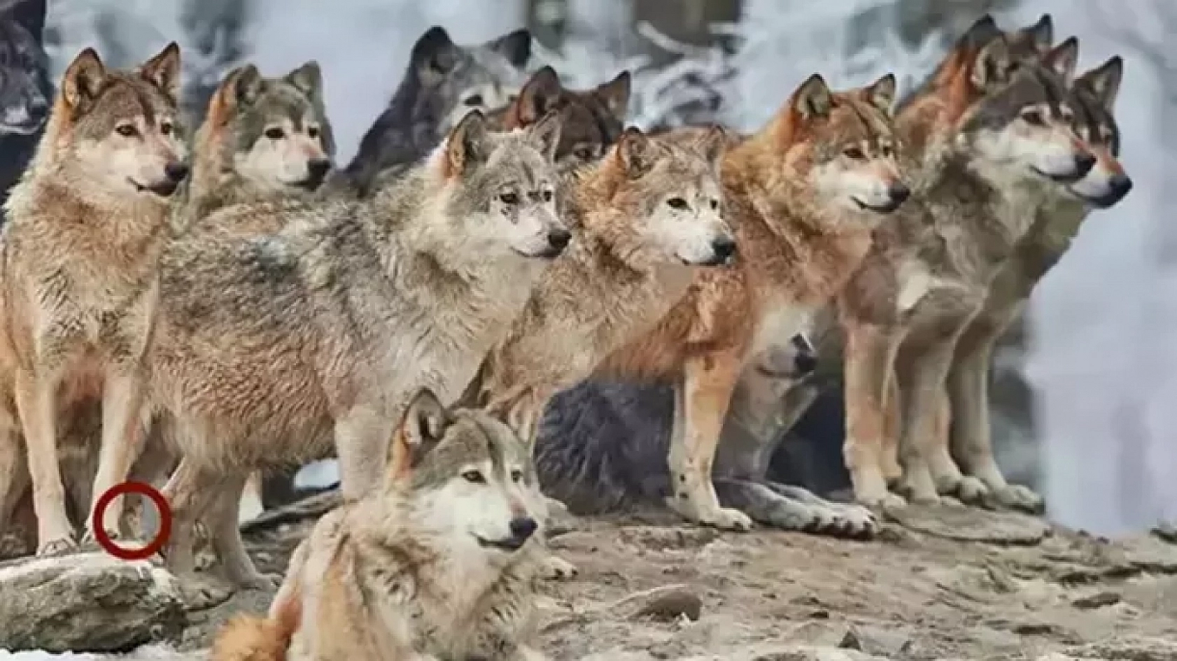 Galatasaraylılar Bulamadı, Peki Malatyalılar Bulabilecek Mİ? 7 Saniyede Bulabilen Var Mı?