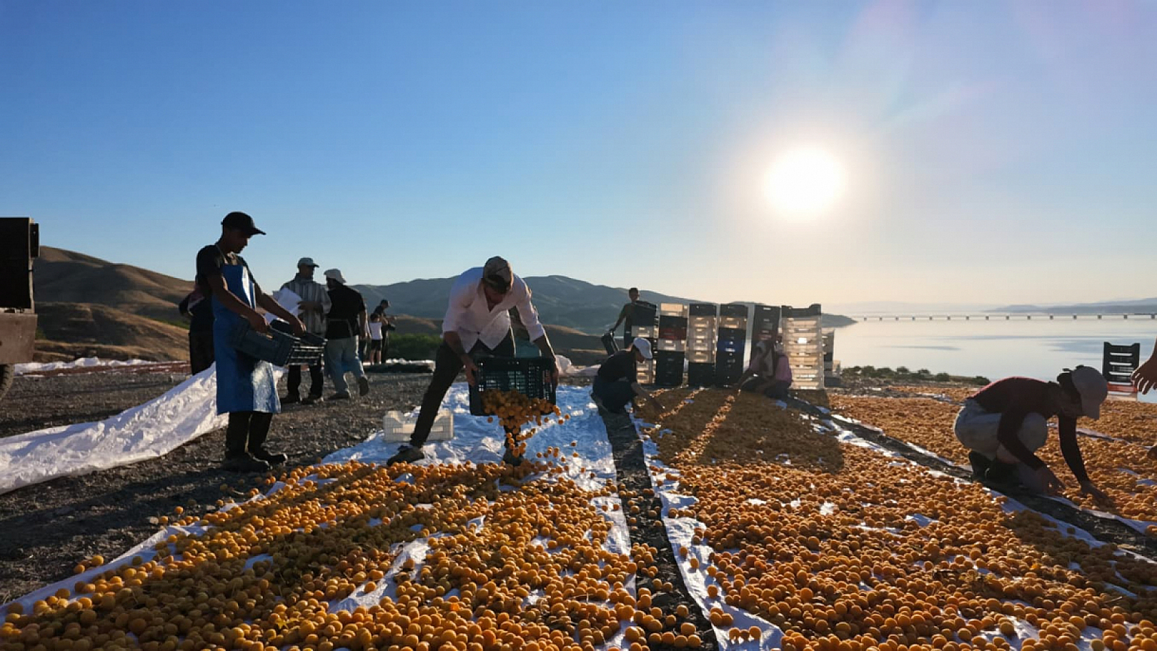 Malatya kayısısının arkasındaki ağır ekmek mücadelesi: Sirkelemeden patiğe….