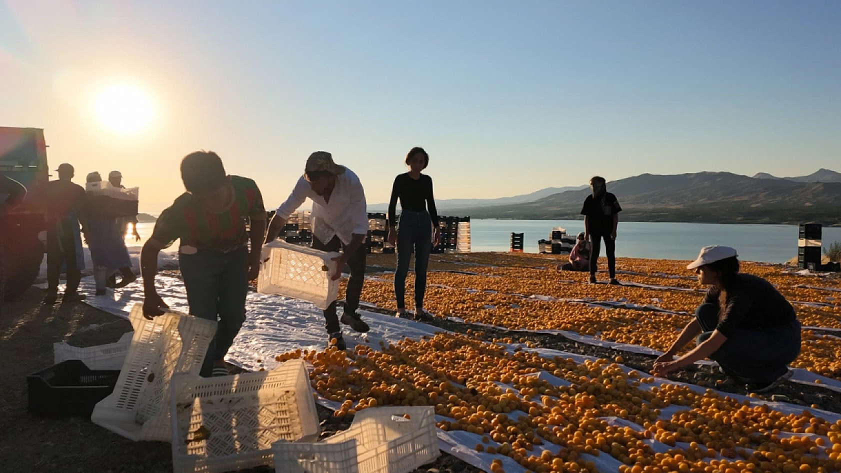 Malatya kayısısının arkasındaki ağır ekmek mücadelesi: Sirkelemeden patiğe….
