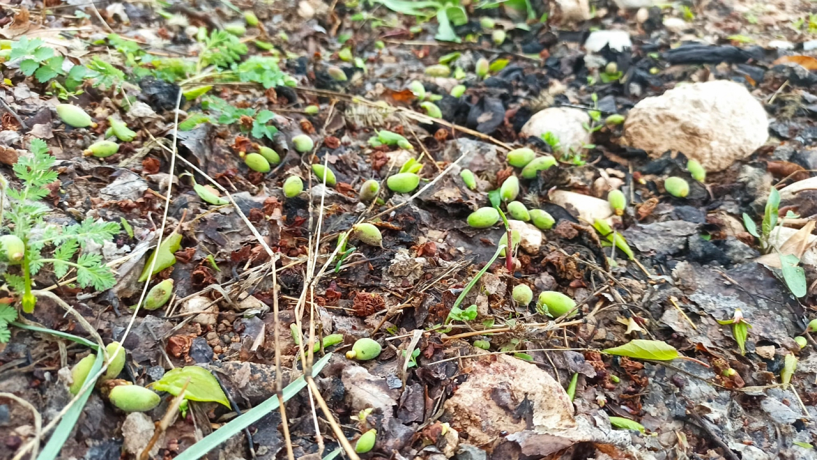 Zirai don üreticiyi vurdu, Gözler TARSİM'e çevrildi