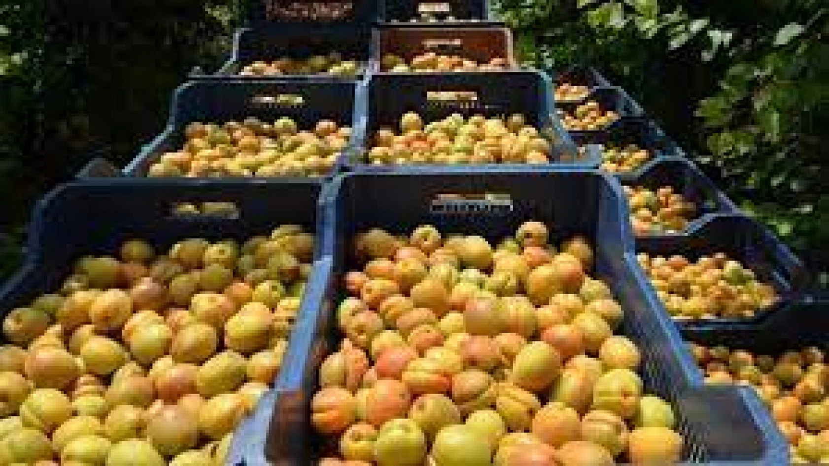 Kayısı İhracatçının Elinde Oyuncak Oldu! Çiftçiye Komik Rakamlar Sunuldu!