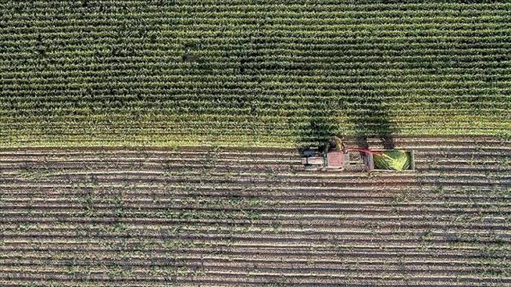 Malatya'da ekilmeyen araziler kiraya verilecek: İlçe ilçe askı listeleri açıklandı
