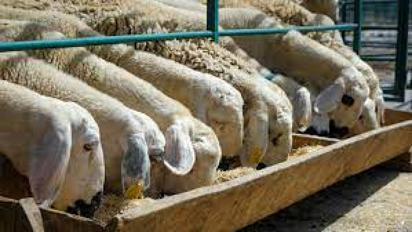 47 gündür kapalıydı! Malatya'da Hayvan Pazarı açılıyor mu?