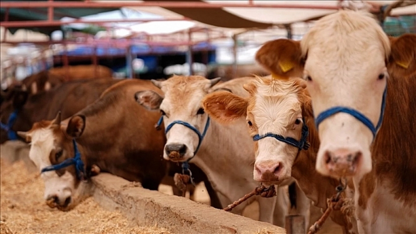 Şap hastalığı ve arz krizi: Malatya'da et fiyatları tırmanıyor| Yılbaşında kilosu bin TL olabilir