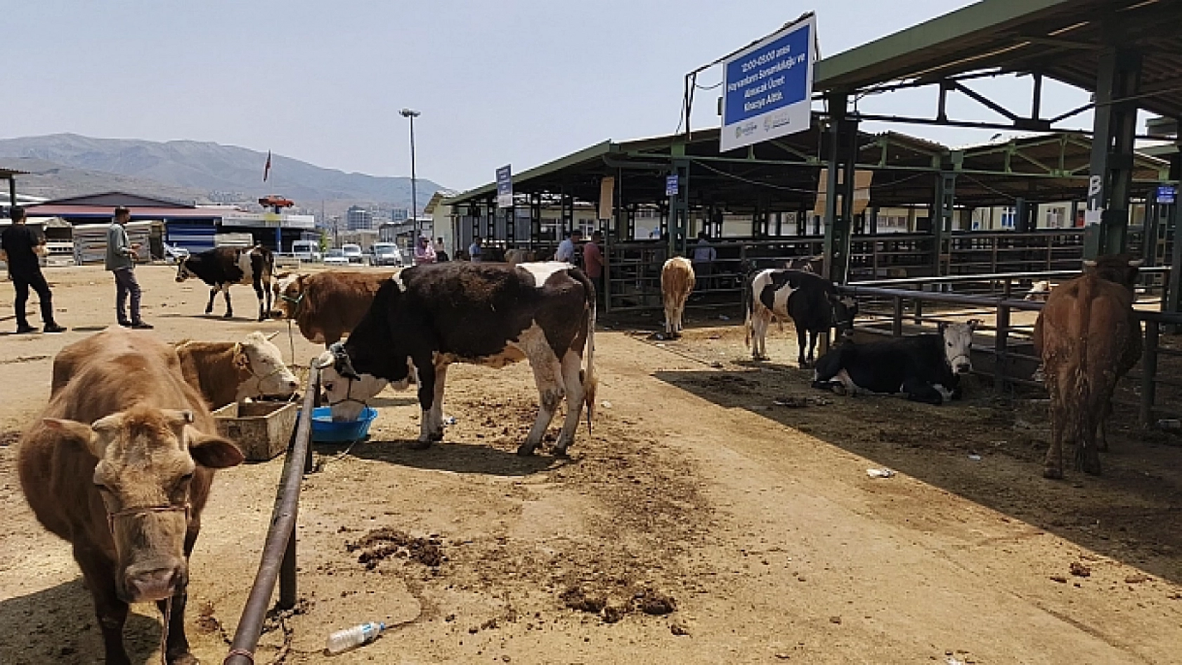 Malatya'da hayvan sağlığı kontrol altında: Hastalık yok, tedbir var