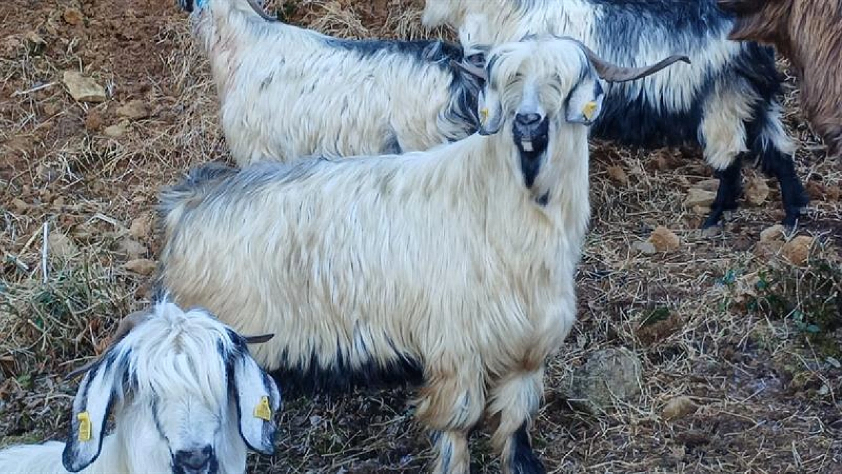 Malatyalı Üreticiye Can Suyu: 2 Milyar TL Hesaplara Aktarıldı…