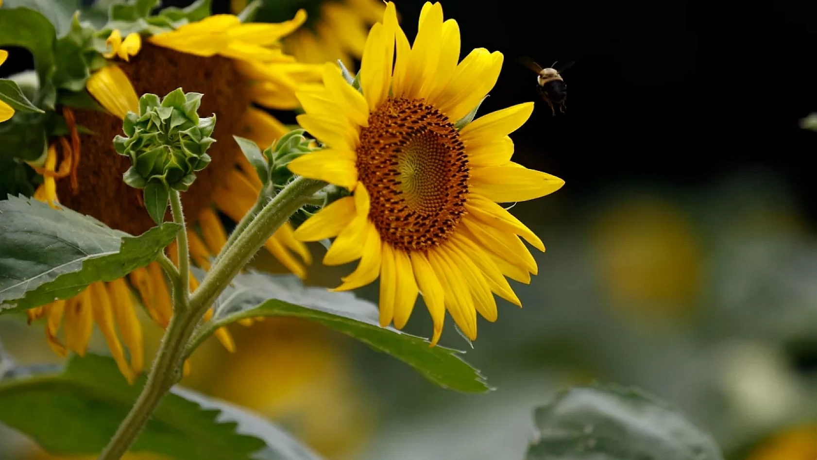 Malatya'da Destek Ödemeleri Arttırıldı…! Dekar Başına Güncel Fiyatlar Açıklandı…