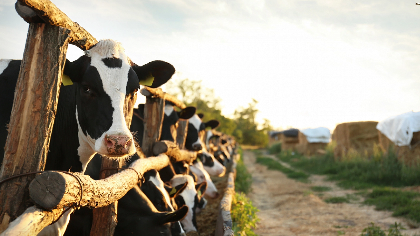 Malatyalılar Müjde..! Bakan duyurdu… Hesaplarınıza yatırılmaya başlandı
