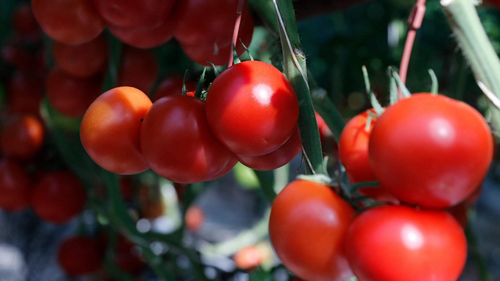 Malatya Hal Pazarı Fiyatları Açıklandı: Ucuz ve Pahalı Ürünler Belli Oldu