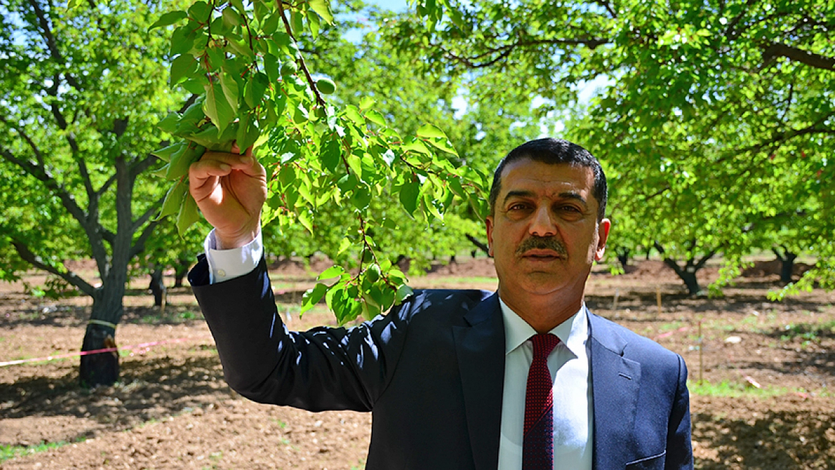 Kayısıda devrim! Verim artacak, görüntü değişecek