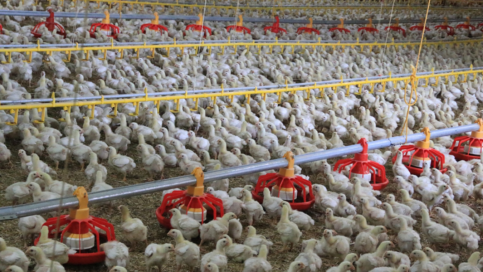 Malatya'da Hayvancılık Yeniden Canlanıyor…90 Milyon Euroluk Destek!