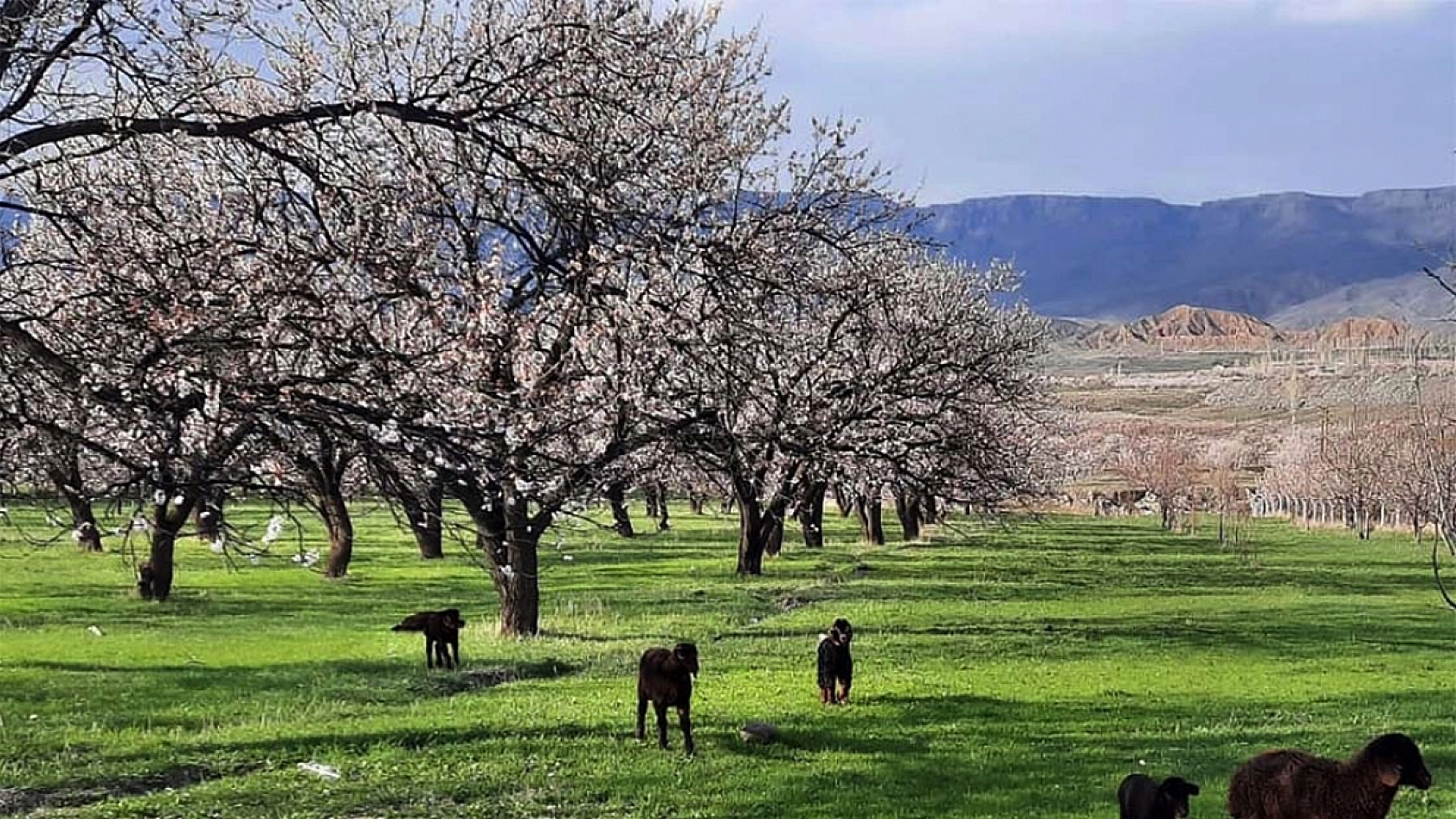 Kayısı ağaçlarını zirai dondan koruyacak yöntem! Ağaç Gövdelerini Sarın