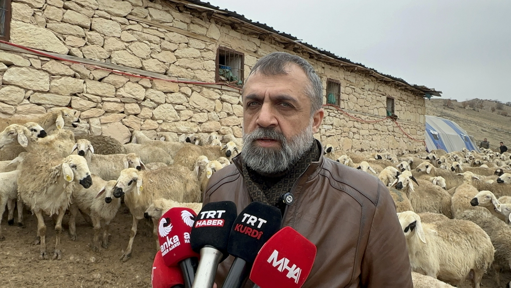 Malatya'da kuzu doğumları başladı: İkizlik oranı yetiştiricileri sevindiriyor