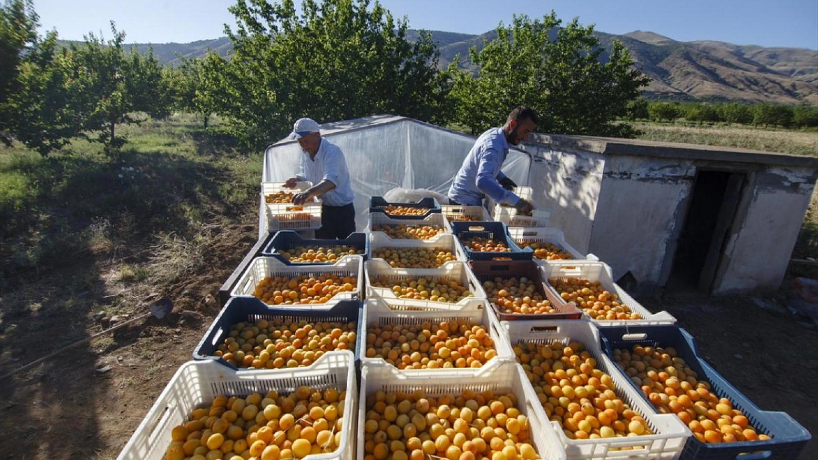Malatya İhracatında Beklenmedik Yükseliş! Kayısı Fiyatları da Arttı!