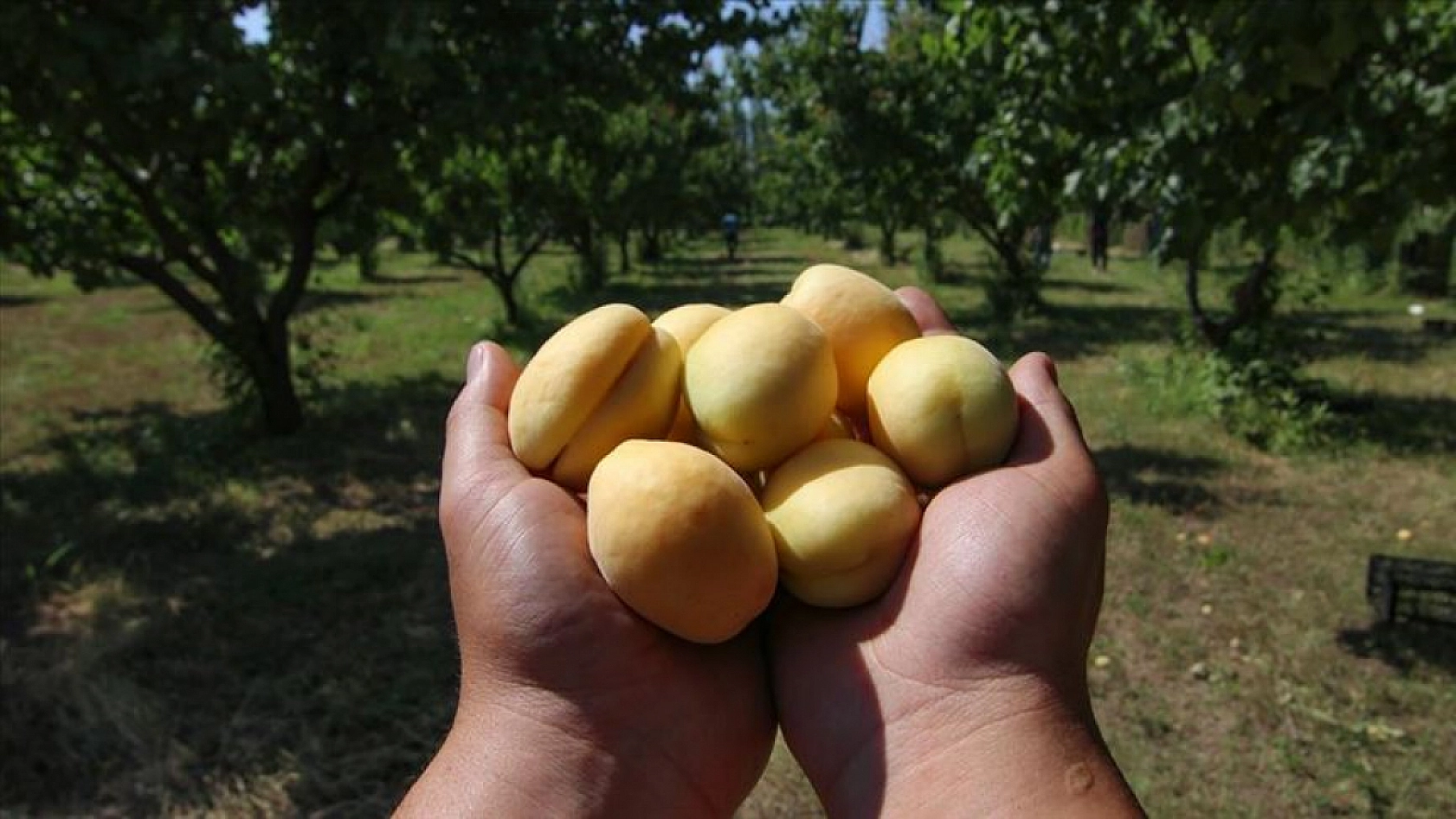 Güneşin Altın Yumurtası Kayısı Bulutların Gölgesinde mi Kalacak?