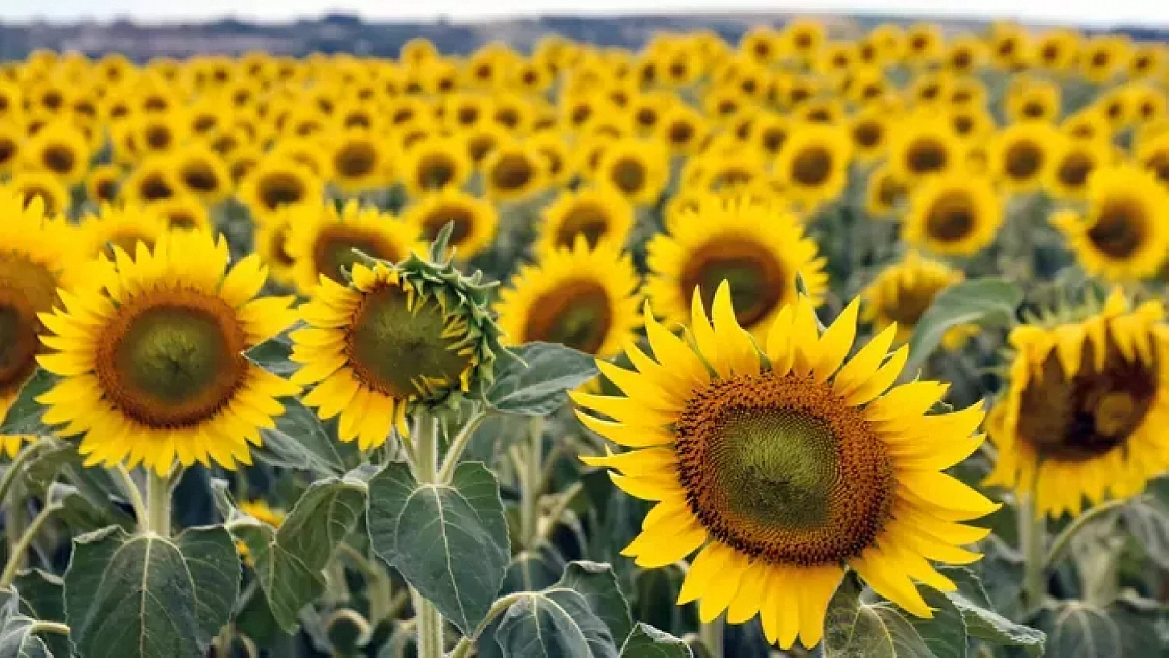 Malatya'da Destek Ödemeleri Arttırıldı…! Dekar Başına Güncel Fiyatlar Açıklandı…