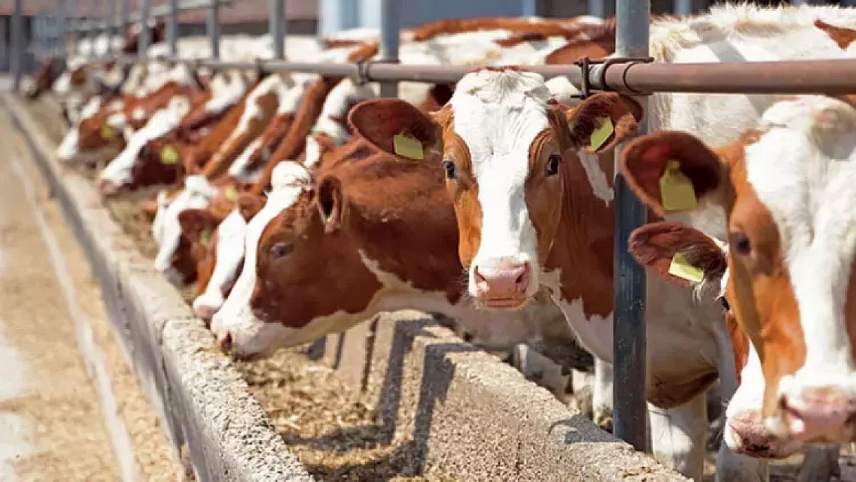 Kırsalda Bereket Projesi'ne Başvurular İçin Son 3 Gün