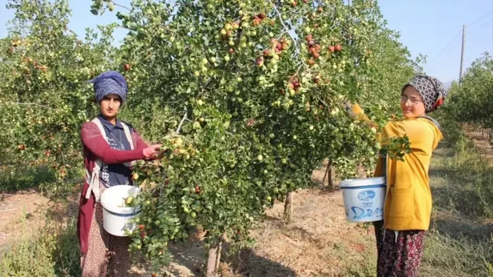 Kayısıdan daha çok gelir getirdi: Çin'den getirip, Malatya'da ekti! 10 gün boyunca çürümüyor.