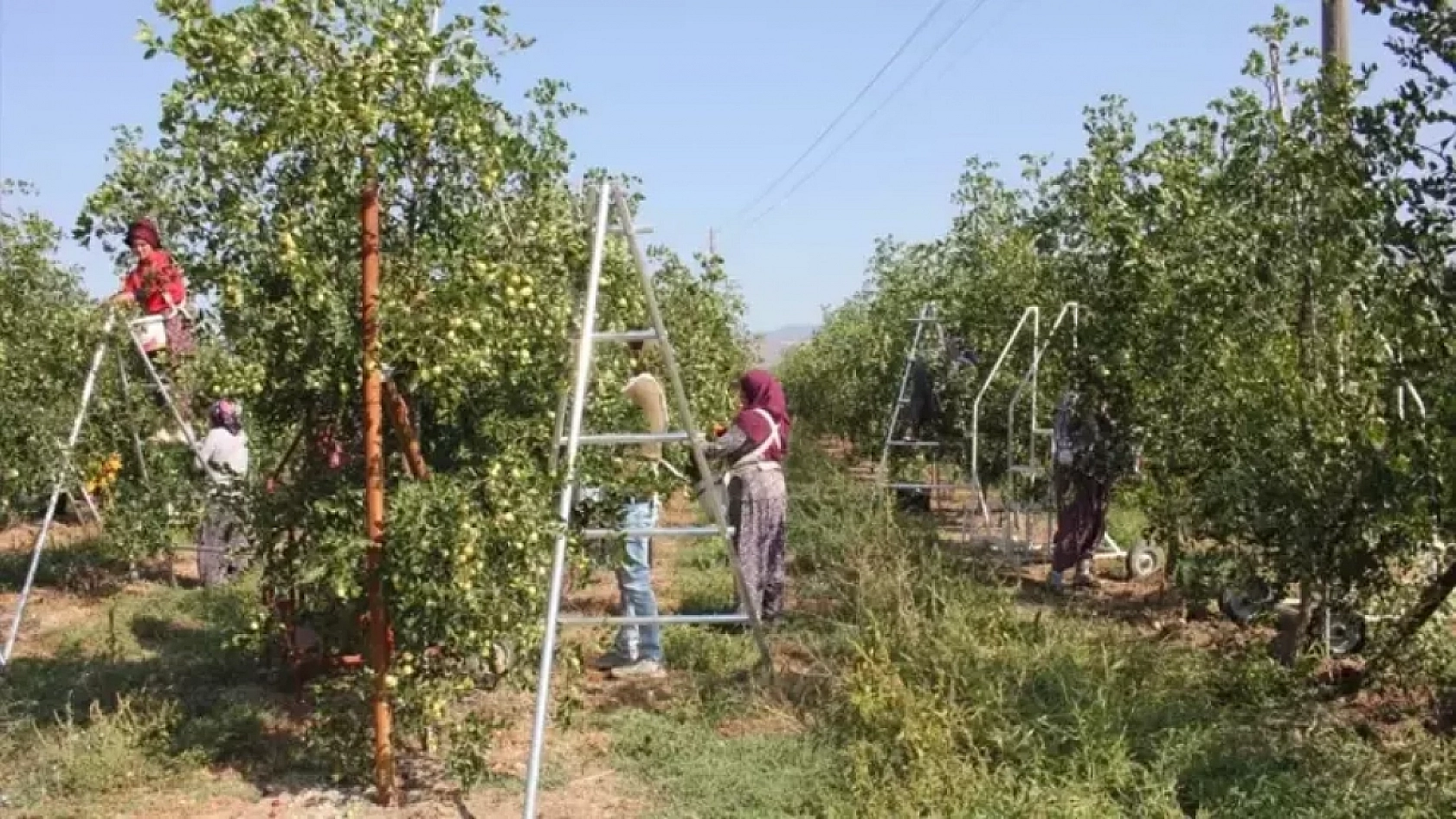Kayısıdan daha çok gelir getirdi: Çin'den getirip, Malatya'da ekti! 10 gün boyunca çürümüyor.