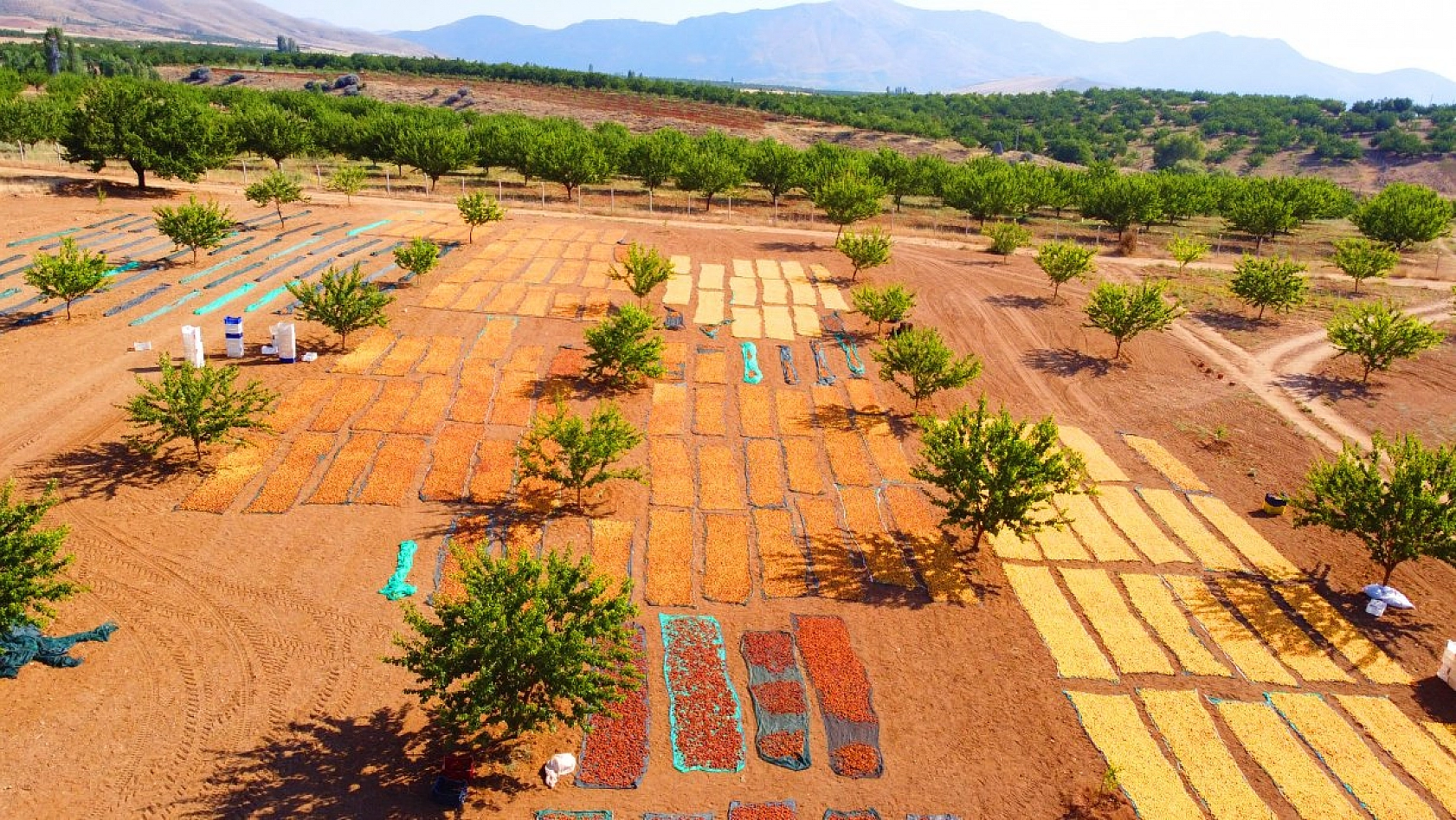 Kayısı hasadı devam ediyor