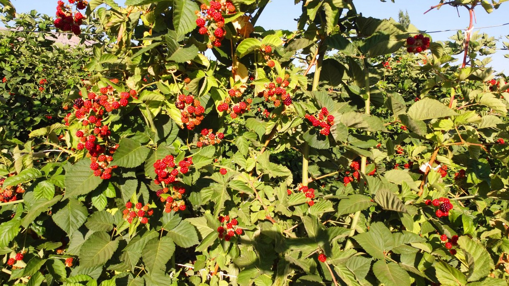 Taleplere yetişemiyoruz