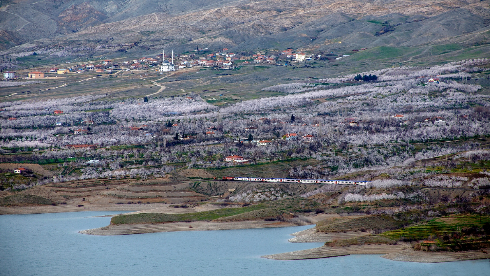 Dünyanın kayısı başkentinde çiçeklerin kokusu baş döndürdü!