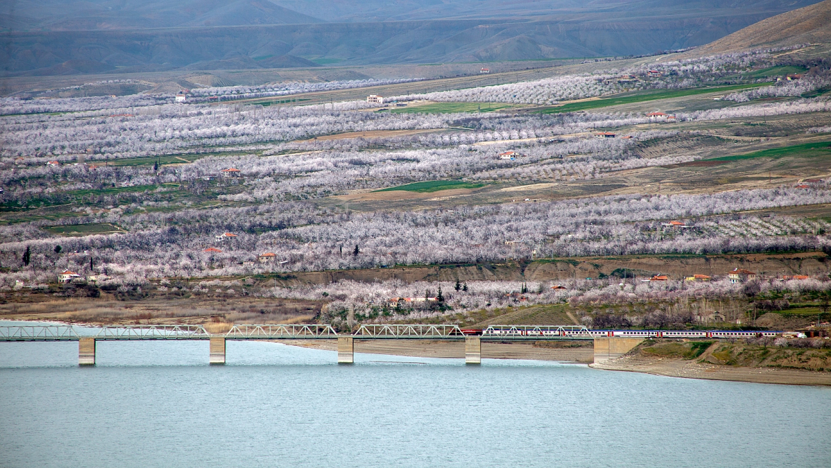 Dünyanın kayısı başkentinde çiçeklerin kokusu baş döndürdü!