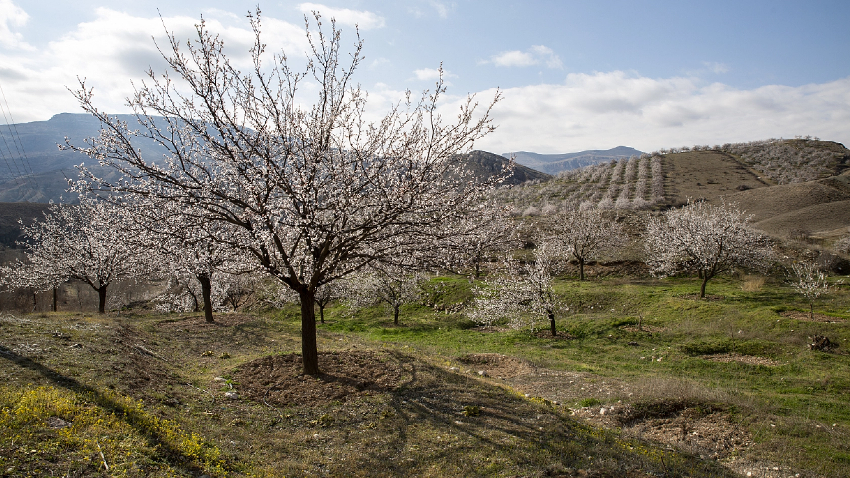Dünyanın kayısı başkentinde çiçeklerin kokusu baş döndürdü!