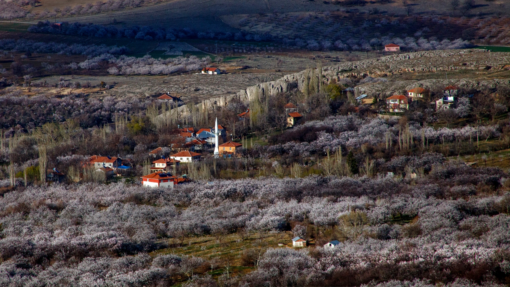 Dünyanın kayısı başkentinde çiçeklerin kokusu baş döndürdü!