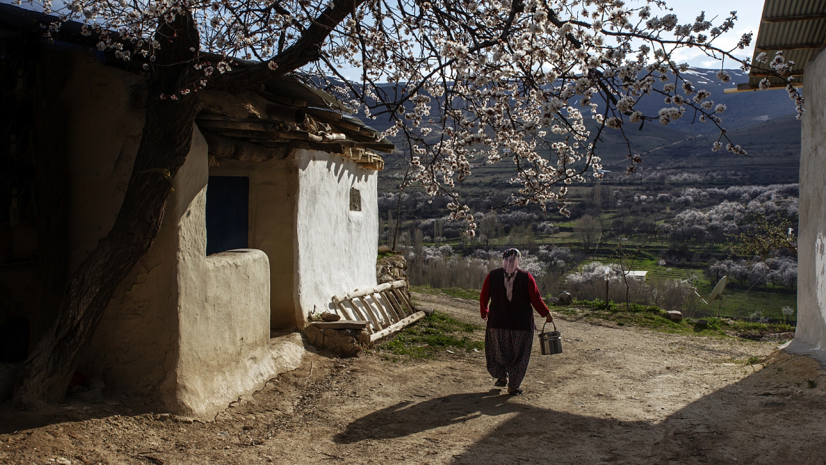 Dünyanın kayısı başkentinde çiçeklerin kokusu baş döndürdü!