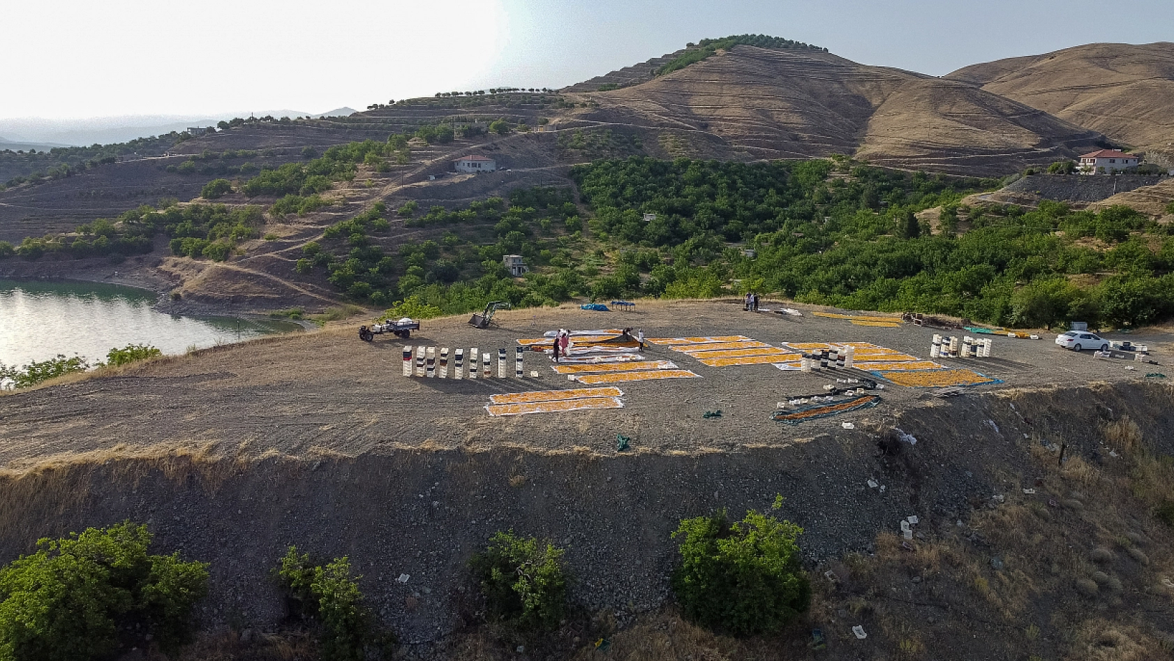 Malatya Kayısısı Dünyayı Tatlandırıyor! İşte Kayısının Serüveni!