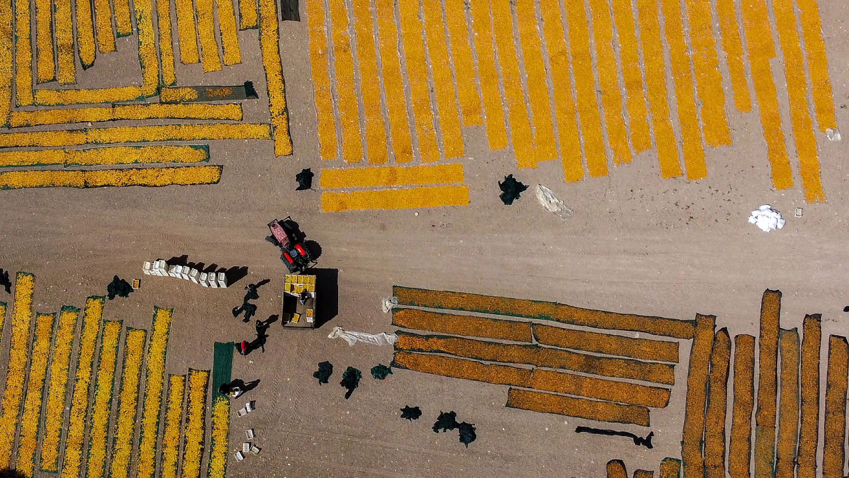 Malatya Kayısısı Dünyayı Tatlandırıyor! İşte Kayısının Serüveni!