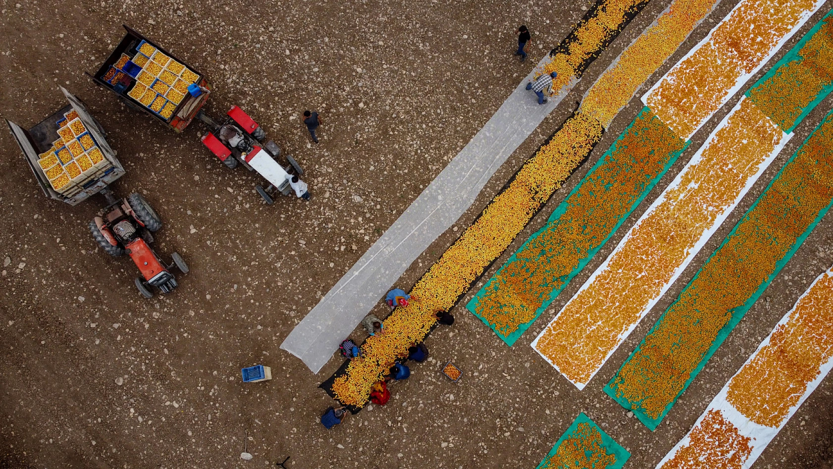 Malatya Kayısısı Dünyayı Tatlandırıyor! İşte Kayısının Serüveni!