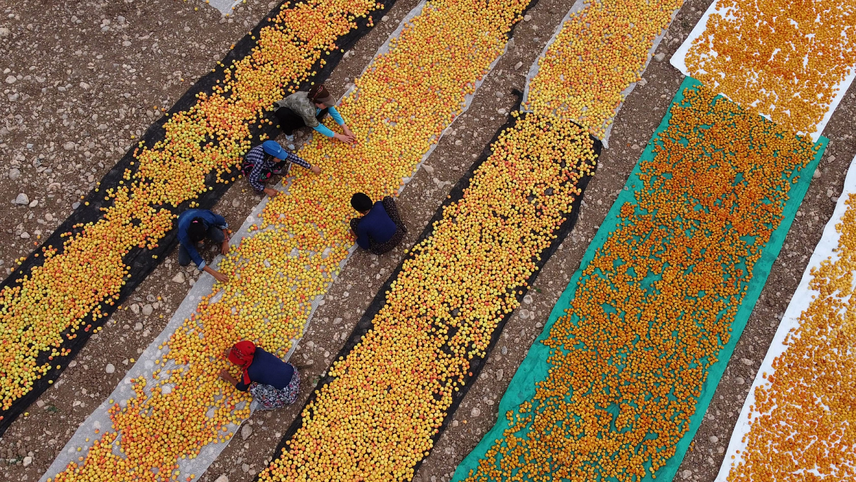 Malatya Kayısısı Dünyayı Tatlandırıyor! İşte Kayısının Serüveni!