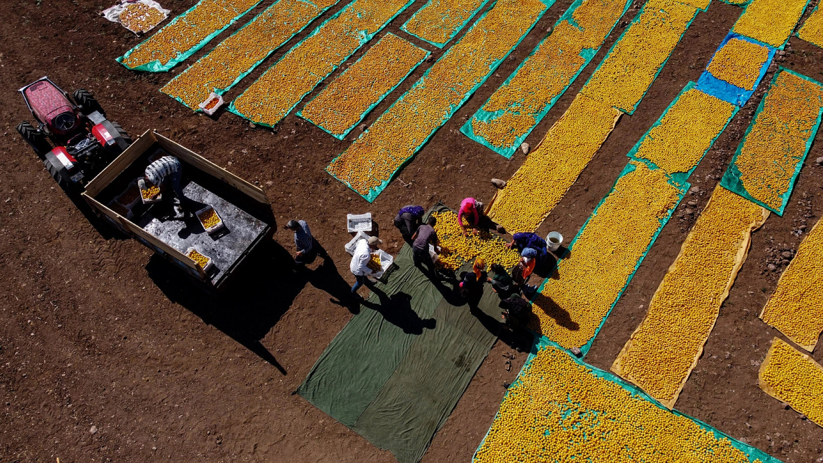 Malatya Kayısısı Dünyayı Tatlandırıyor! İşte Kayısının Serüveni!