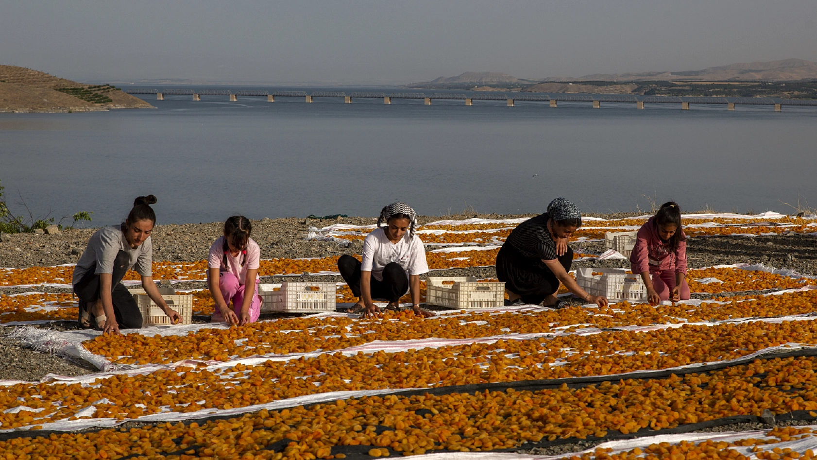 Malatya Kayısısı Dünyayı Tatlandırıyor! İşte Kayısının Serüveni!