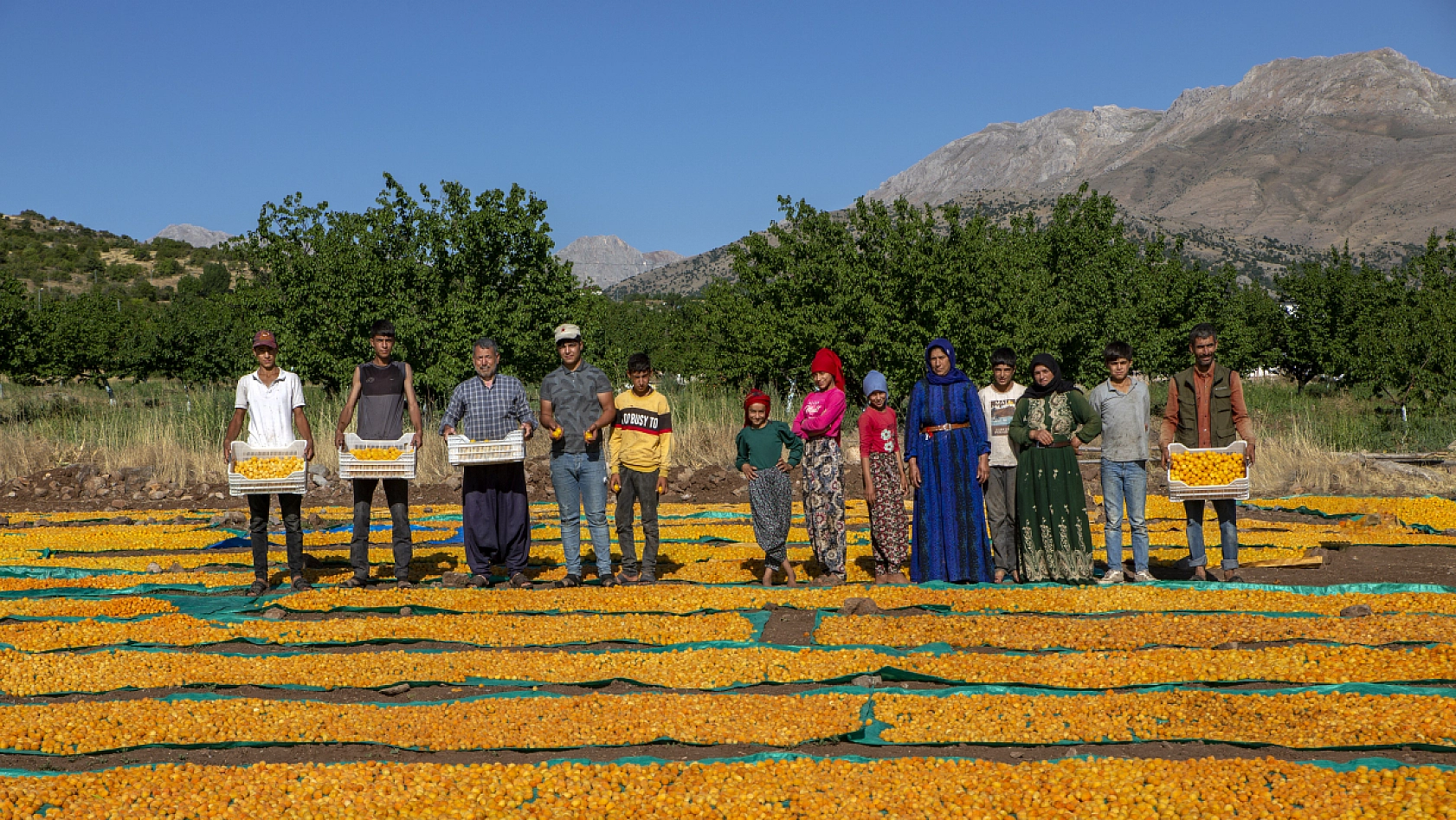 Malatya Kayısısı Dünyayı Tatlandırıyor! İşte Kayısının Serüveni!