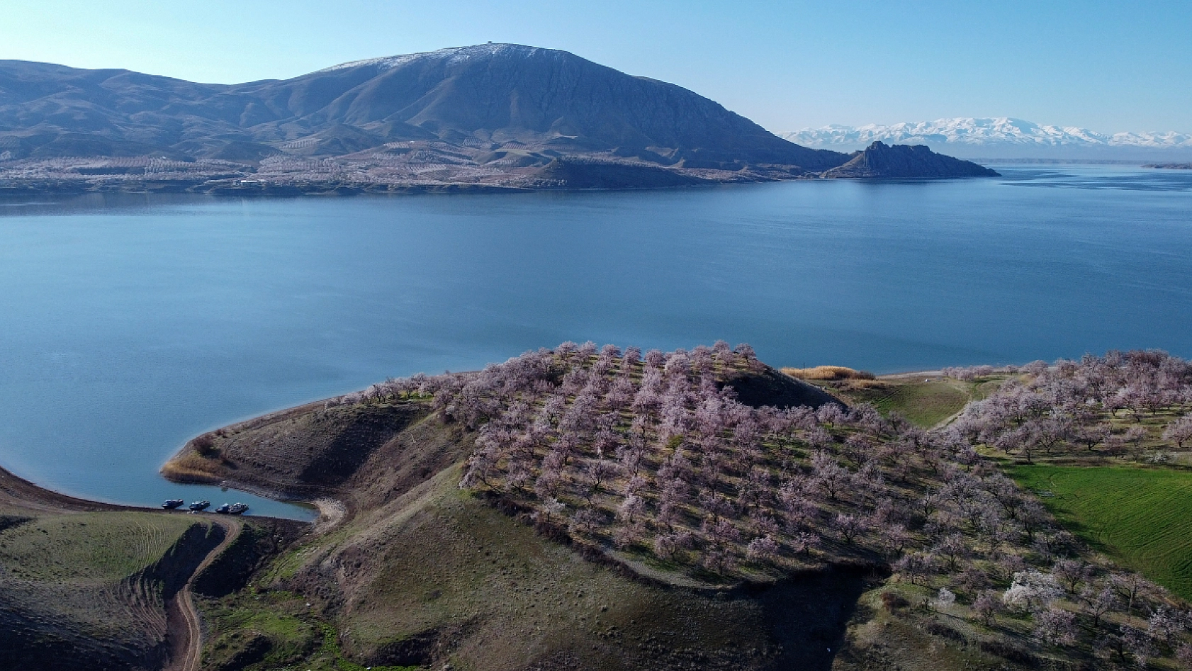 Malatya kayısı ağaçları çiçek açtı!