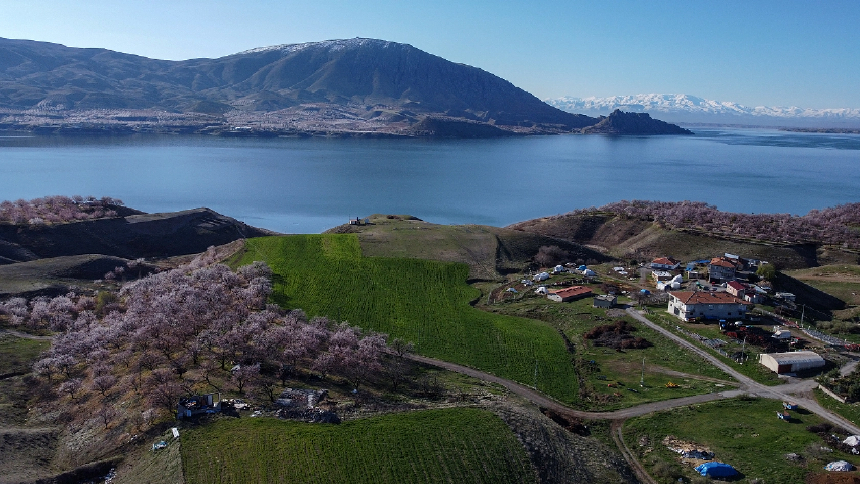 Malatya kayısı ağaçları çiçek açtı!