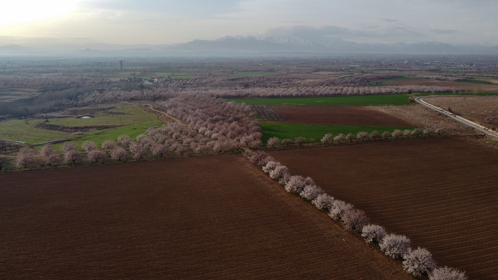 Malatya kayısı ağaçları çiçek açtı!