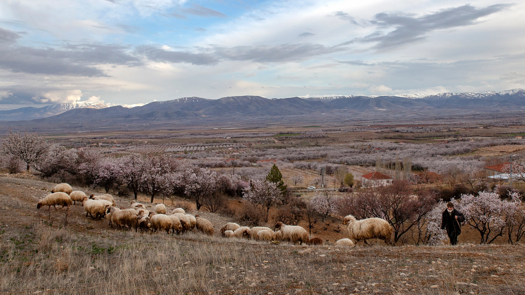 Malatya kayısı ağaçları çiçek açtı!
