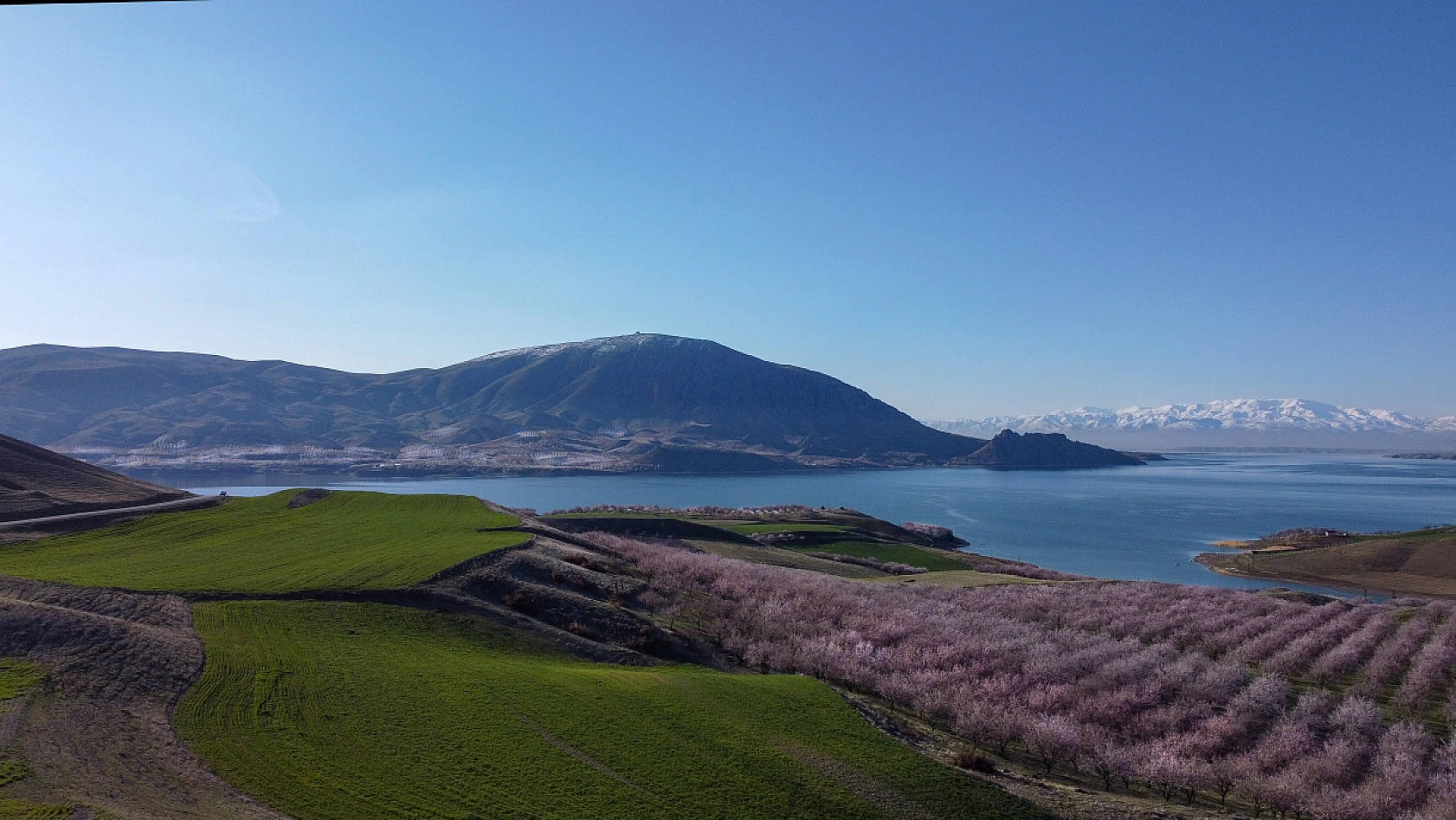 Malatya kayısı ağaçları çiçek açtı!