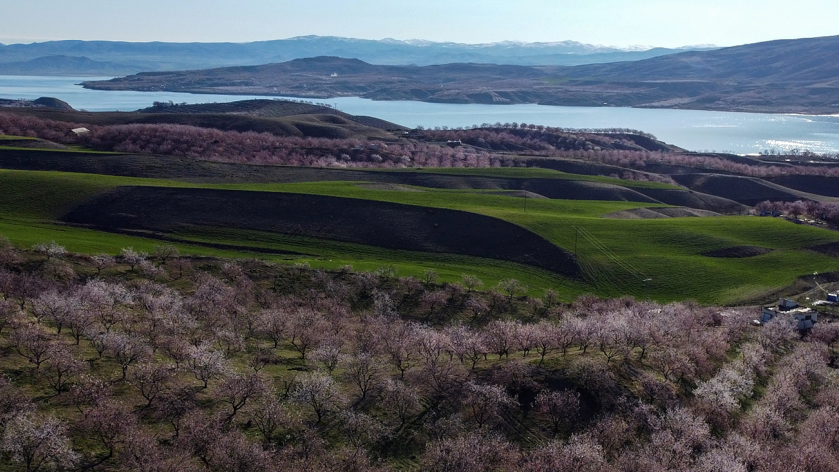 Malatya kayısı ağaçları çiçek açtı!