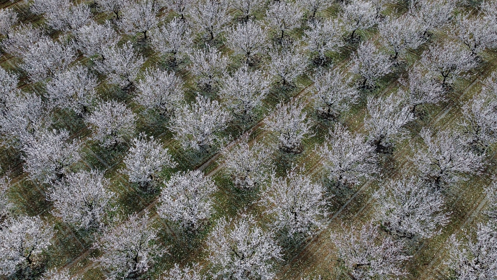 Malatya kayısı ağaçları çiçek açtı!